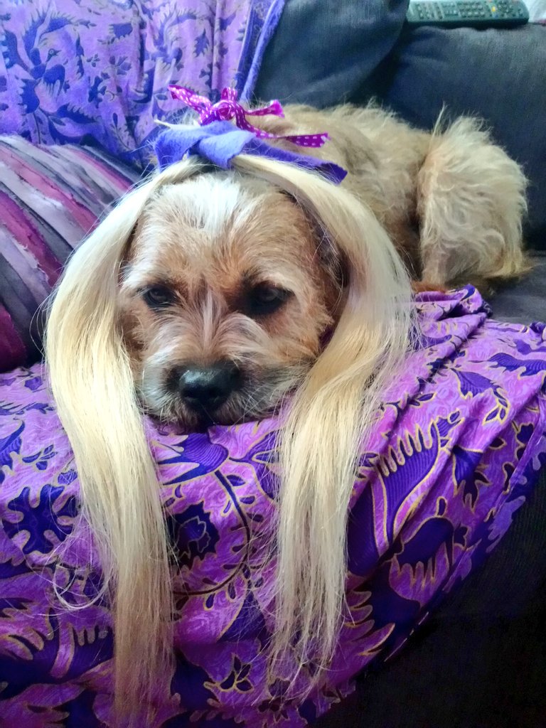 Poppy_MindDogAU's tweet photo. So...
Mumma's been a bit bored 😬
Pigtails, pony or a pekinese ?
#HairyHound #GoodGrooming
#BestTressedTerrier #BorderTerrier #AussiePoppy #LusciousLocks https://t.co/SQlgjzhNC8