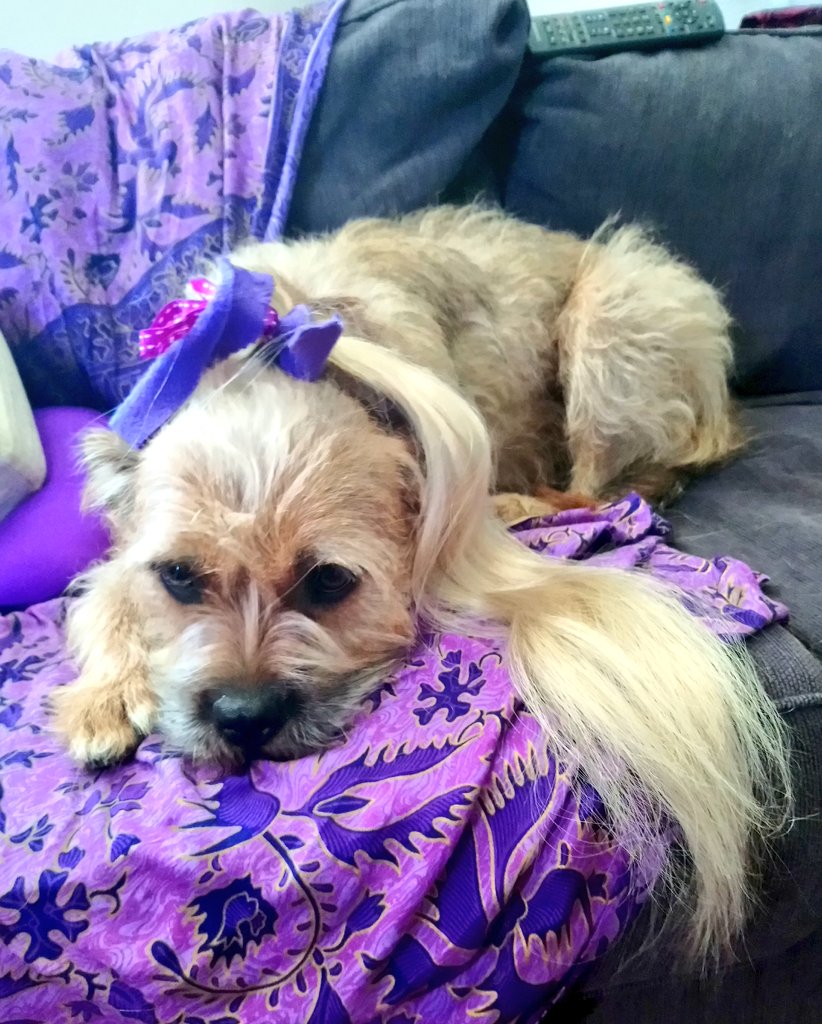Poppy_MindDogAU's tweet photo. So...
Mumma's been a bit bored 😬
Pigtails, pony or a pekinese ?
#HairyHound #GoodGrooming
#BestTressedTerrier #BorderTerrier #AussiePoppy #LusciousLocks https://t.co/SQlgjzhNC8