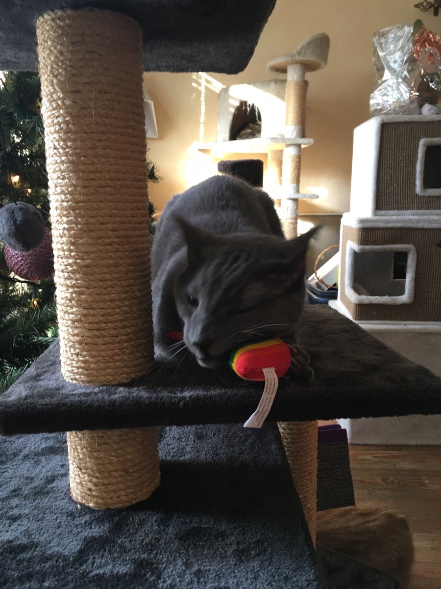 FosterCatTBird's tweet photo. Such appropriate gifts for such deserving cats! Lola and I got a new cat tree, a giant scratching post, a cardboard scratcher, and a catnip rainbow. https://t.co/Mz4wv9ITy3