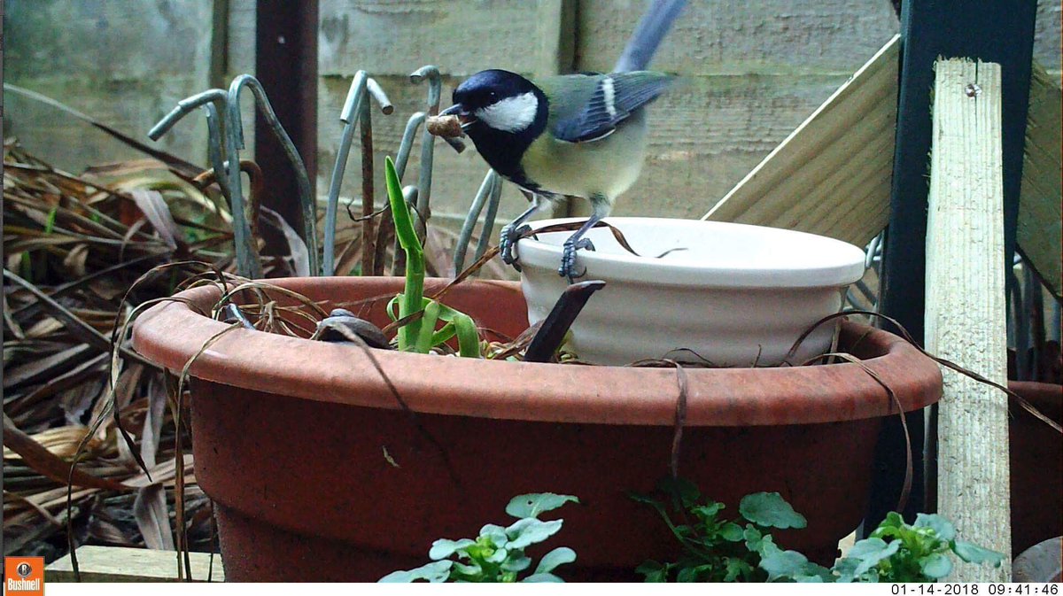 WildlifeGadgets's tweet photo. I received a message from Suzanne at  @Lemonkitten_D who was excited to spot a #hedgehog in her garden through the kitchen window. I offered to set up one of my trail cams overlooking the area for a couple of nights. 

73 video clips later (47 of which we’re ‘keepers’)... https://t.co/YDmqwFaTeT
