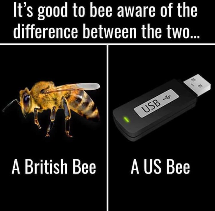 perfectswarmUk's tweet image. Good old British Bee 🐝🤪
