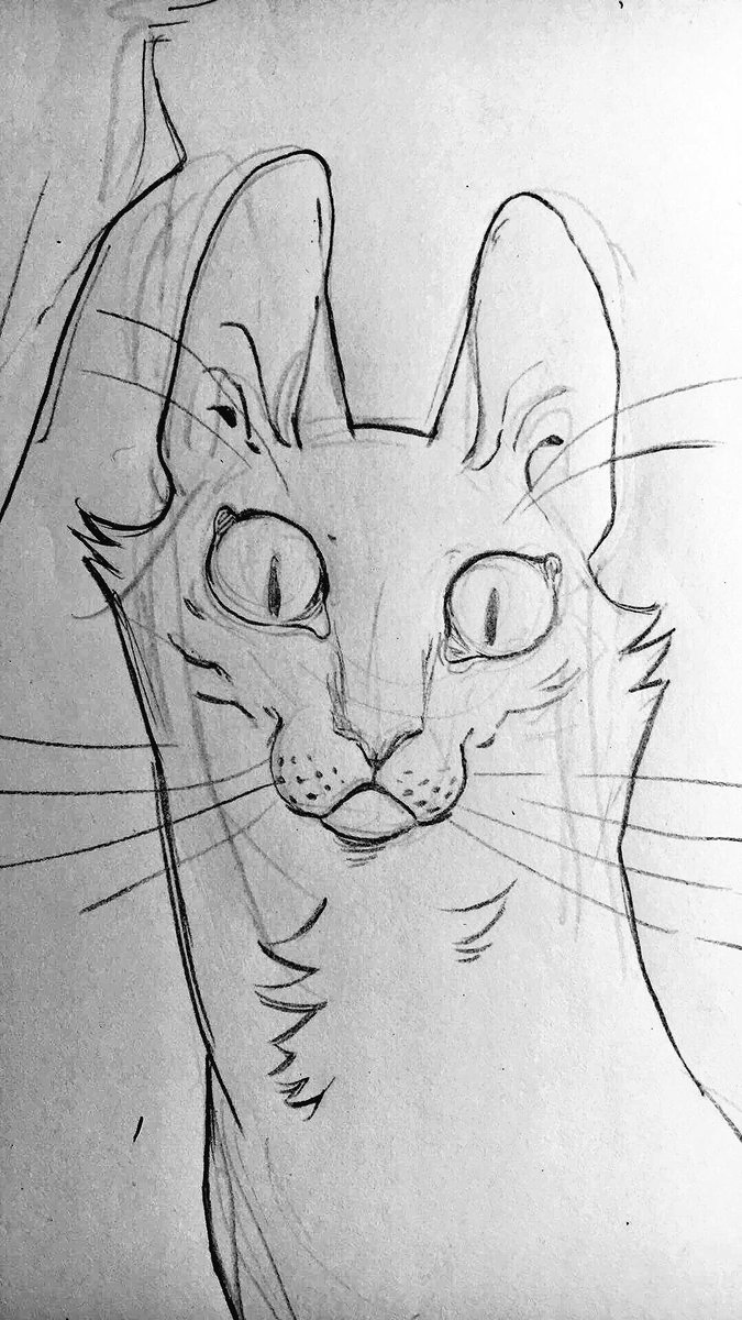 Sometimes me and Corwen get locked into some kind of staring game. It's face is kind of long, weird and human-like. I tried to capture it! #art #cat #LOL 