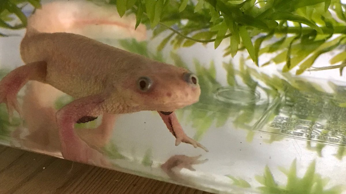 いきしす イベリアトゲイモリのリューシスティック 男の子 この子の思い入れは半端じゃない この子をお迎えしたのがtwitterを始めるきっかけだったし 1cmしかなかったチビが今じゃ15cm まだ4年しか一緒にいないけど幼なじみみたいな感覚 可愛い