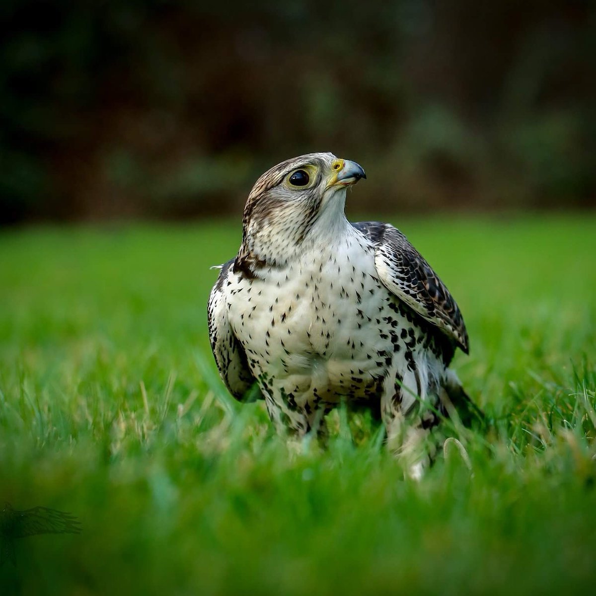 Loki .... Unser Sakerfalke #skyhuntersinnature