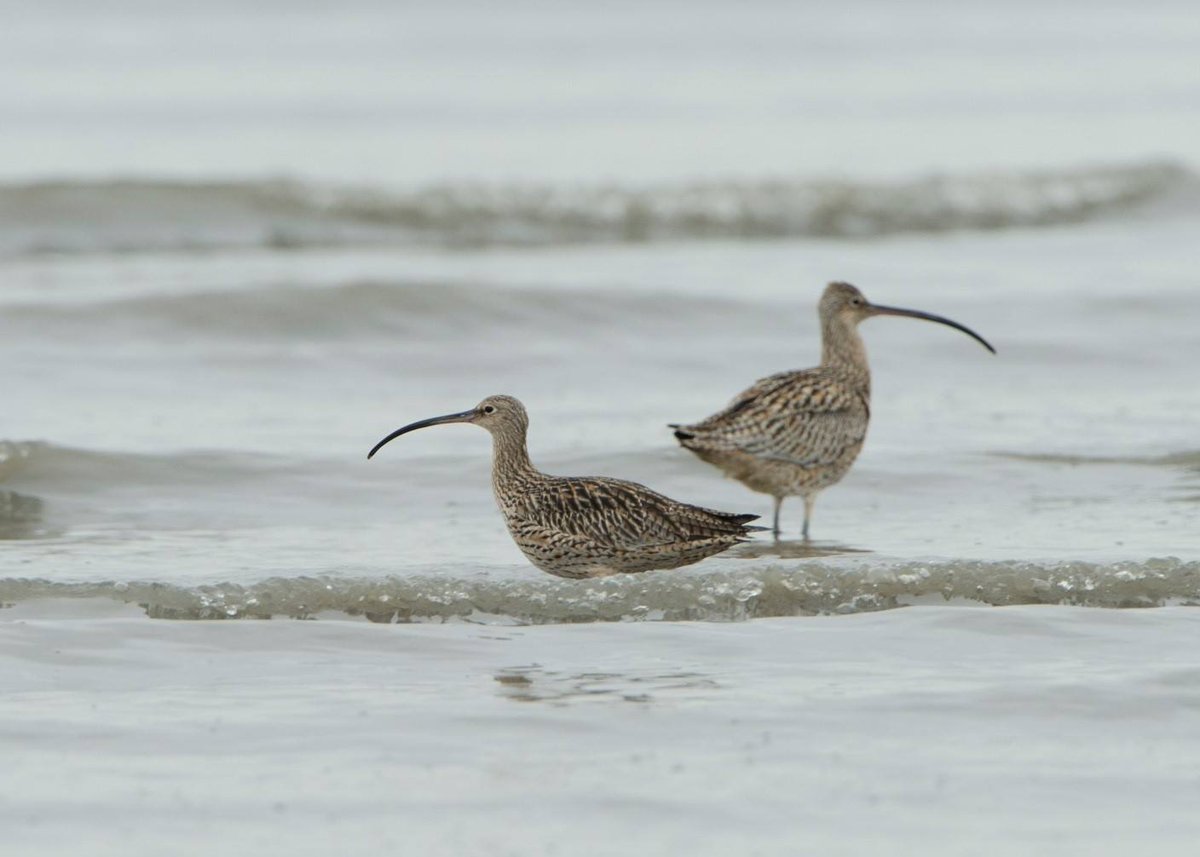 TSCommissioner's tweet photo. Do you want to help save one of our most extraordinary birds? @CVAustralia has an opportunity to help save the critically endangered eastern curlew as part of a project funded under the #TSRFund. Find out more at https://t.co/DYQVErC6xe https://t.co/TezUkFQiTu