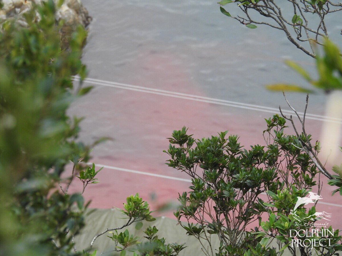 Dolphin_Project's tweet photo. Taiji: Red Cove. A pod of 24 Striped dolphins were slaughtered for their meat this morning. Full report on Instagram and Facebook. 1-16-18 3:57pm #dolphinproject 

Be a voice for the voiceless: 
TAKE ACTION: https://t.co/BkupXm02TP https://t.co/vAODjOlPz7