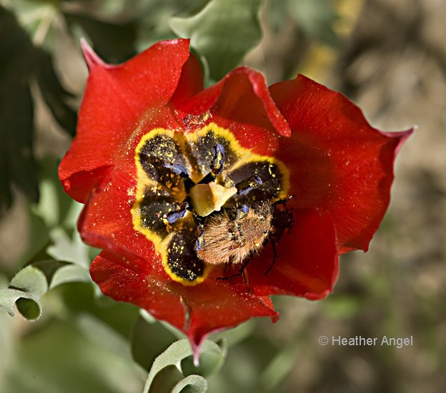 angelantics's tweet photo. Beetles are important #pollinators worldwide. Bumblebee scarabs (Amphicoma vulpes) meet & mate in Tulipa armena, Turkey (lower beetle in shadow). As beetles trundle around the flower they pick up pollen #notjustbees https://t.co/h3usFnOWJQ
