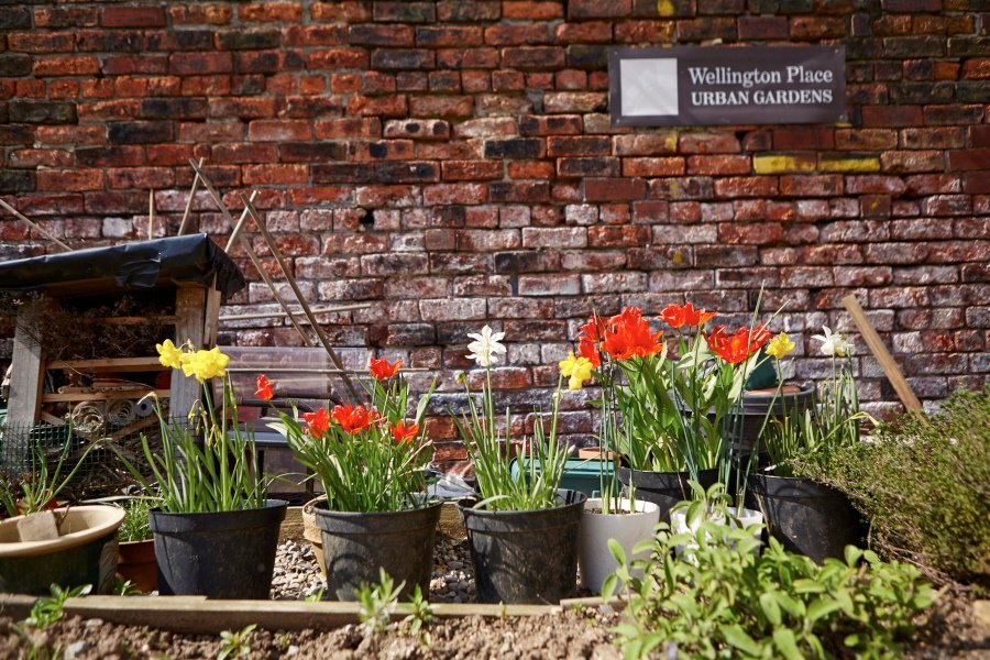 wp_leeds's tweet photo. Did you know that Wellington Place has one of the only Urban Gardens in #Leeds? #TuesdayTips https://t.co/IwngTJgY32 https://t.co/ZXDcyYxmHi