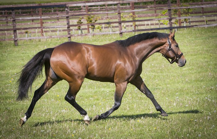 EquianoClub's tweet photo. Eight (8)Aussie Equiano reach over the $100k in Stake   #DELPIERRO, #PUNTCLUB  ,#GITAN,                                #VALLIANO ,#DEVILSPINCH,            #FREESTANDING, #WATERDIVINER #DANCINGFLAMES @newsellspark @SwettenhamStud  from first 4crops https://t.co/h33NAG3kk6
