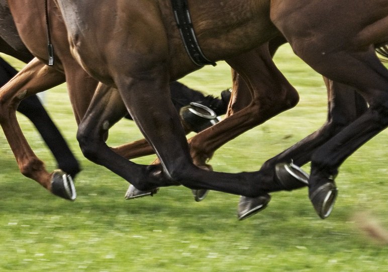 SunbetSA's tweet photo. The #SunMetZA final field is live! Get involved @ https://t.co/CLOnZeHOAP #SunMet #SunMetMumm #horseracing #Bet https://t.co/KYq5KOI5Sg
