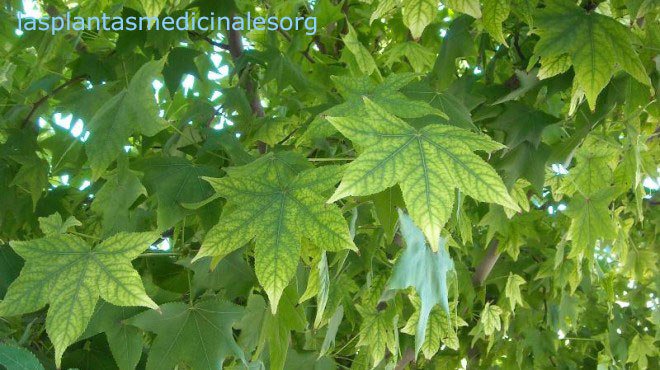 medicinalplanta's tweet photo. Abedul: Todas sus propiedades y beneficios https://t.co/vqxnhDGgJi https://t.co/ZcJVLouipJ