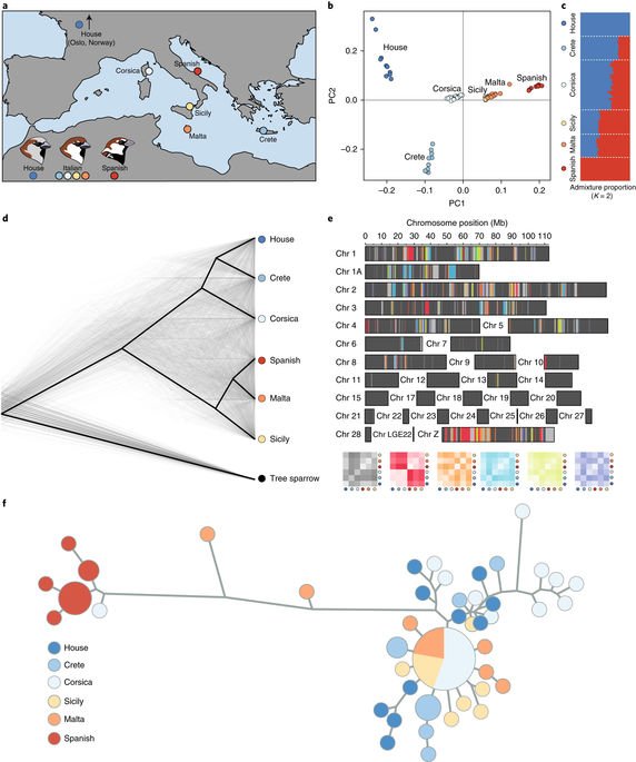 NatureEcoEvo's tweet photo. Multiple genomic combinations in the hybrid Italian sparrow contribute to beak shape and plumage colour variation across Mediterranean islands https://t.co/UTQXjYjpUE https://t.co/WMsSb4Hr6k