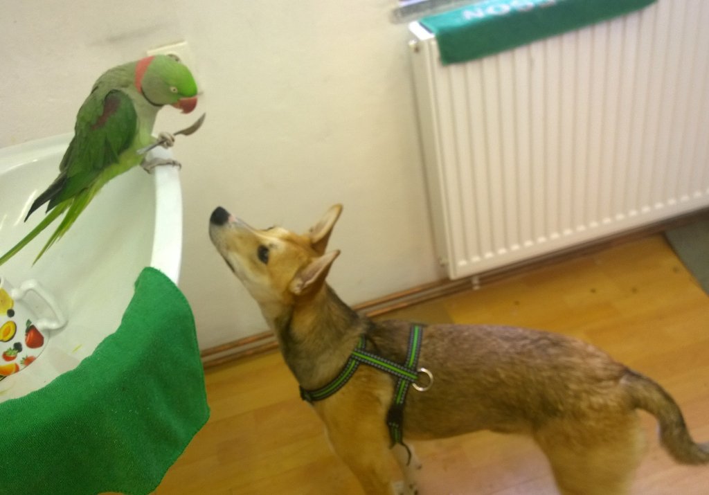 This cute lil girl will be ready for adoption soon🐾❤ More info: +420773129055 #AdoptDontShop #Přerov #CzechRepublic