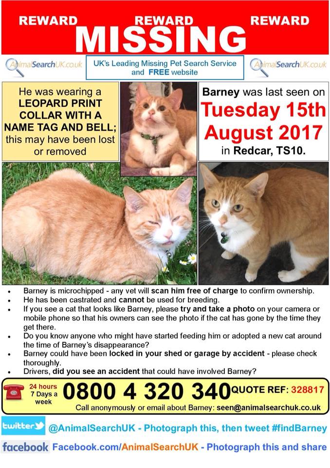 CatsMissing's tweet photo. HAVE YOU SEEN ME❓#HelpFindBarney Vanished 15/8/17 #Redcar TS10 #NorthYorkshire Neutered Microchipped #ScanMe Wearing leopard print collar+name tag  &amp; bell when last seen #MissingCatsUK FB▶ https://t.co/kmPTgmhTs5 @AnimalSearchUK▶ https://t.co/gEj2NJ4pKA Very loved &amp; missed💔 https://t.co/rQAngbLUGF