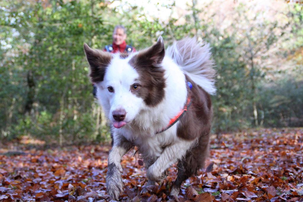 HSARDogs's tweet photo. 3 area dogs with handlers alongside 5 operational supports deployed yesterday in Hampshire. Positive outcome for @SearchDogKai (Archive pic) https://t.co/MGr0lGbFQW