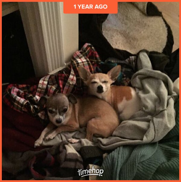 buhny's tweet image. Sometimes clothes piles were the best bed... ❤️💔 #FTLDrive @BoosterYule