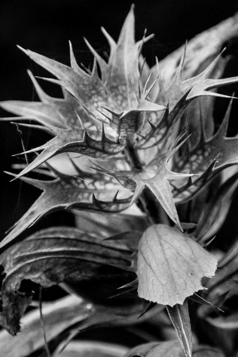 Detail #botanical #garden #botanical #flower #blackandwhitephotography #nature #trending #beauty #floral #flora
