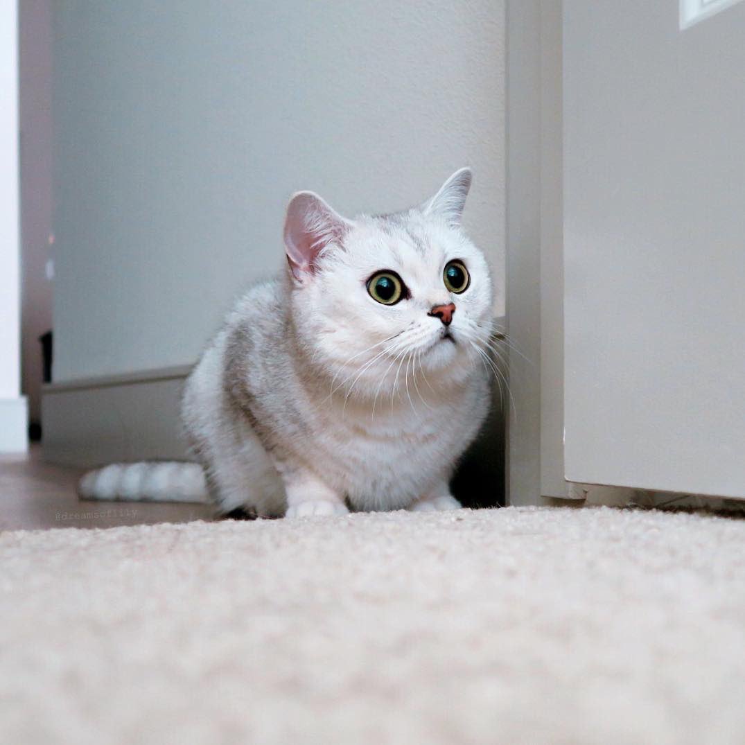 When your humans come home with Solid Gold 👀 #solidgoldpets