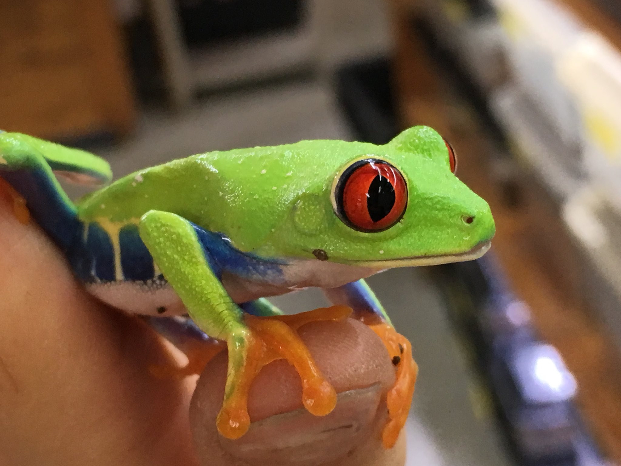 爬虫類倶楽部 大宮店 A Twitter アカメアマガエル 寝てる時だって瞼が綺麗 ツリーフロッグのスター選手 複数でも飼育しやすい ツリーフロッグ好きの方 イエアメの次に如何 T Co Srczim47wv Twitter