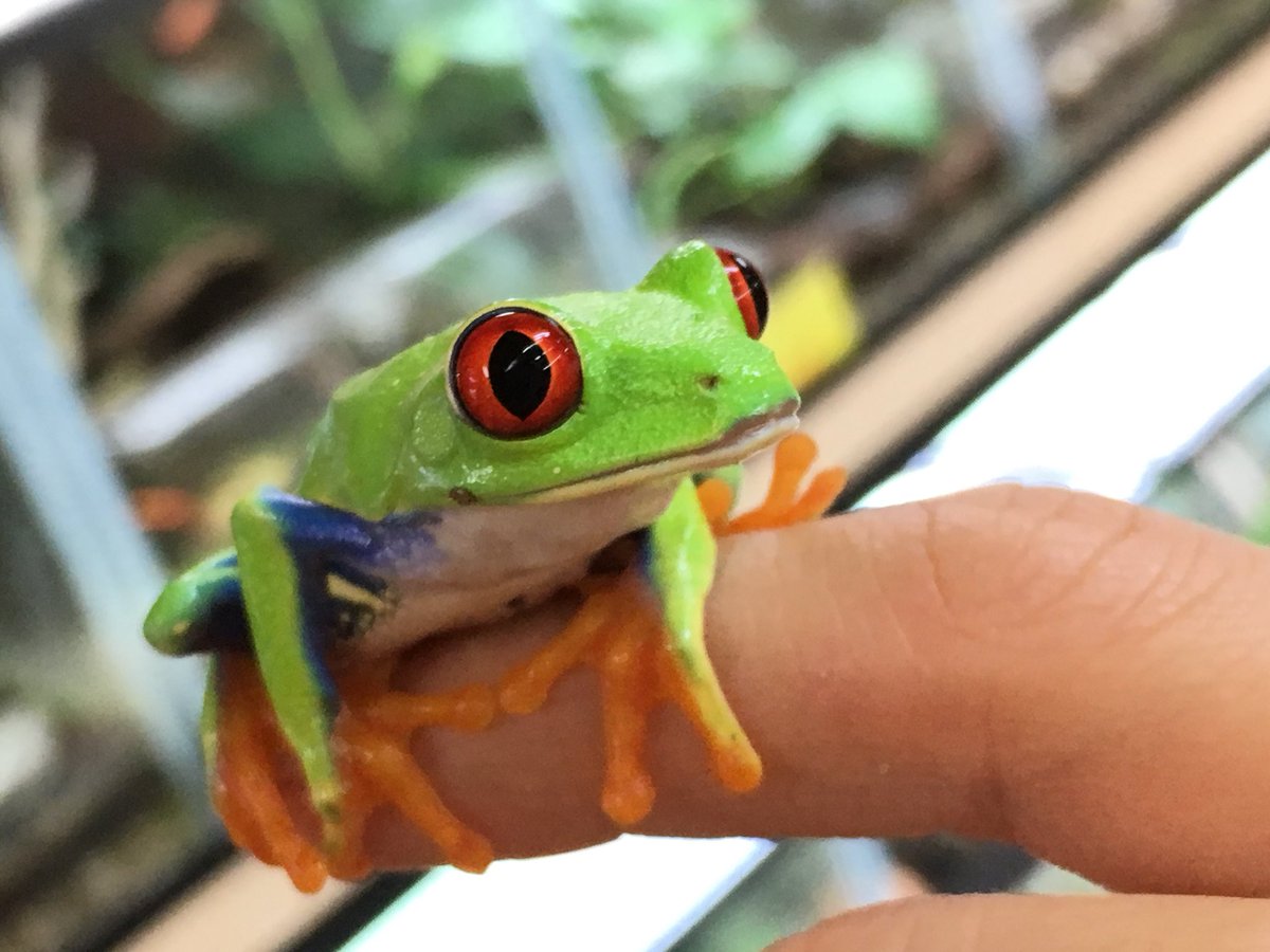 爬虫類倶楽部 大宮店 アカメアマガエル 寝てる時だって瞼が綺麗 ツリーフロッグのスター選手 複数でも飼育しやすい ツリーフロッグ好きの方 イエアメの次に如何