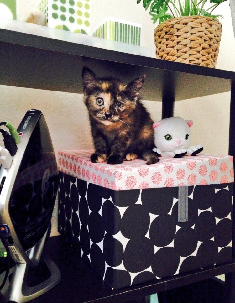 Mitheexferal's tweet photo. 🐾one more bonus post🐾 
this is my half sister named Pom.
She is also a super beautiful #tortoiseshell cat😻💕and she is #Dilute🍀So pretty💕😻 her story is coming up soon as well. #lifewithMI https://t.co/Q9Rgybh6ua