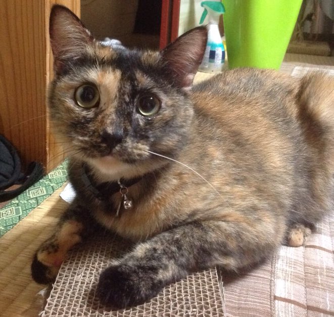 Mitheexferal's tweet photo. 🐾one more bonus post🐾 
this is my half sister named Pom.
She is also a super beautiful #tortoiseshell cat😻💕and she is #Dilute🍀So pretty💕😻 her story is coming up soon as well. #lifewithMI https://t.co/Q9Rgybh6ua