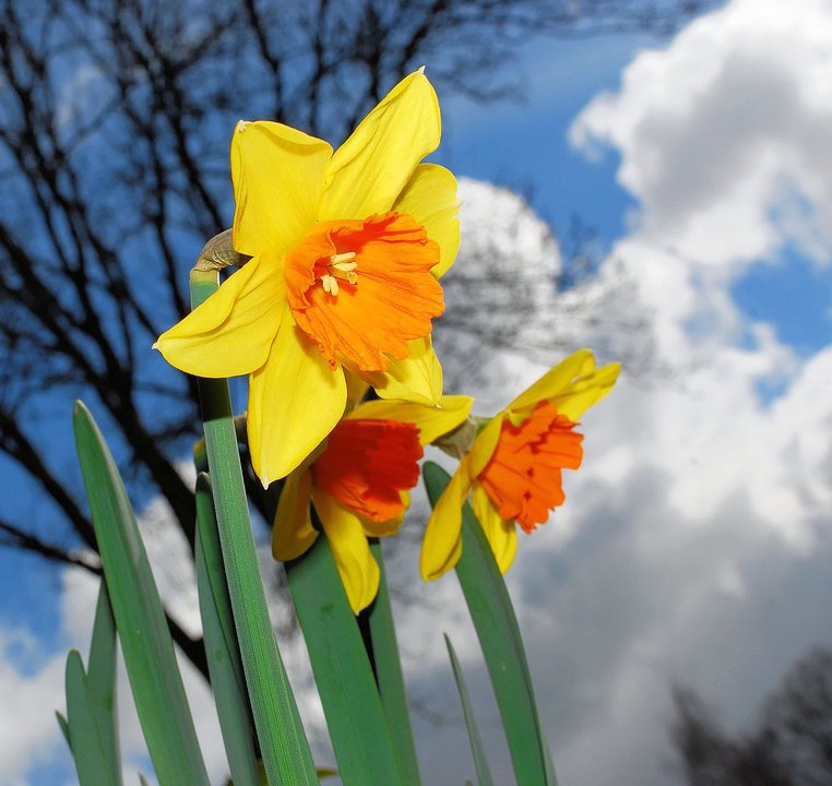切ない花言葉 イエロースイセン 水に咲く仙人のように美しい花 と言われることから水仙 と呼ばれています 花言葉 は もう一度愛してほしい 私のもとへ帰って 愛に答えて この花言葉は冥王ハーデスとその妻ペルセポネのギリシャ神話が由来となっ