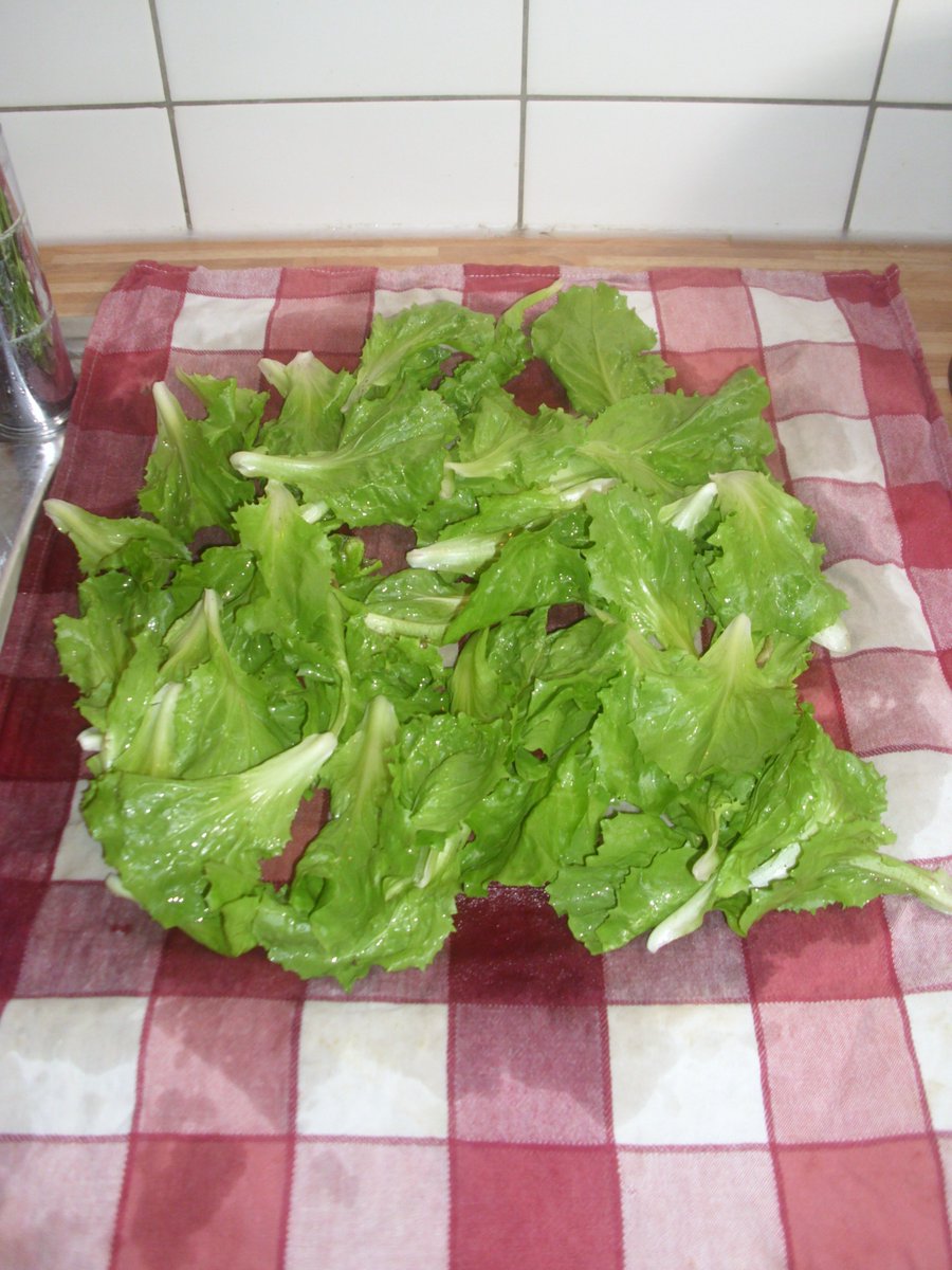 Wer über den #Winter Gemüse kultiviert hat, der kann jetzt von der leckeren #Ernte profitieren. Unser #Gemüse-Experte Wolfgang hat die #Winterendivie Diva immer noch draußen, geschützt im Balkonkasten stehen. Ideal für die Einzelblatternte der älteren Blätter.