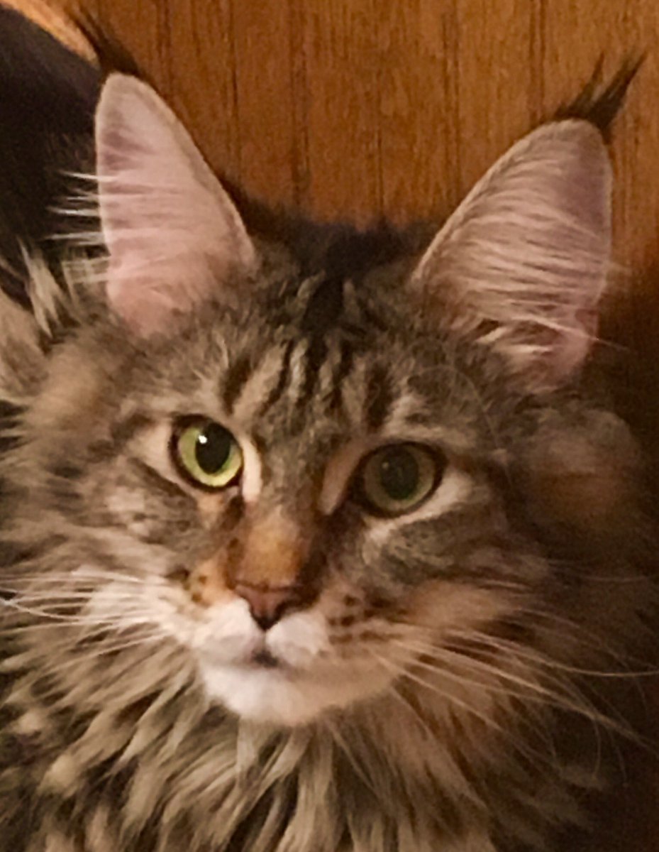 Kittens due the end of this month!😻