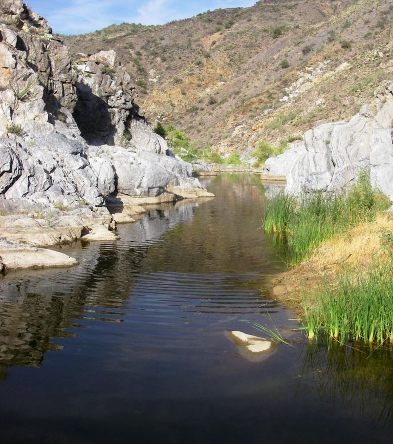 Inthecurrentaz's tweet image. Roundtail Chub Range Expands in Boulder Creek - inthecurrent.org/field/roundtai…
