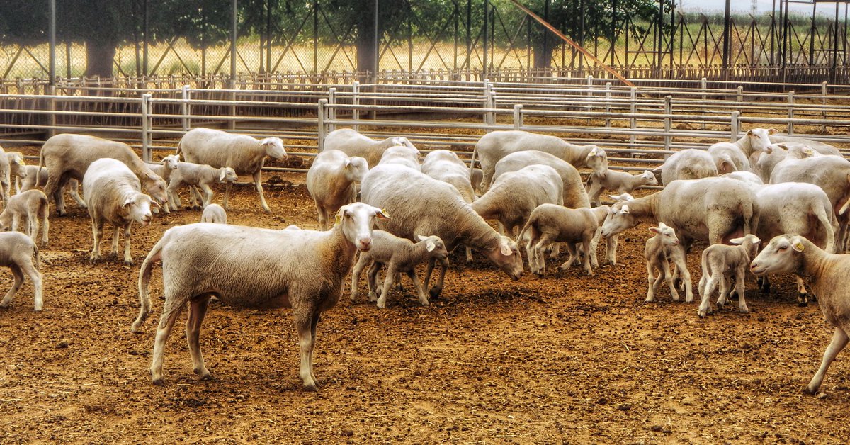Bu güzel koyunları ve kuzuları sevmeyi kim istemez 🐑🐏🐑 @izmirticaretborsasi Toprak ve Çocuk programı öğrencileri bu güzel kuzularla vakit geçirebiliyorlar. #toprakveçocuk #nature #izmir