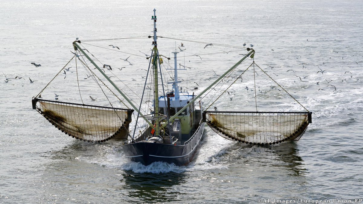 Europarl_EN's tweet image. New fisheries rules: MEPs call for a ban on electric pulse fishing. Press release bit.ly/2mB84bP