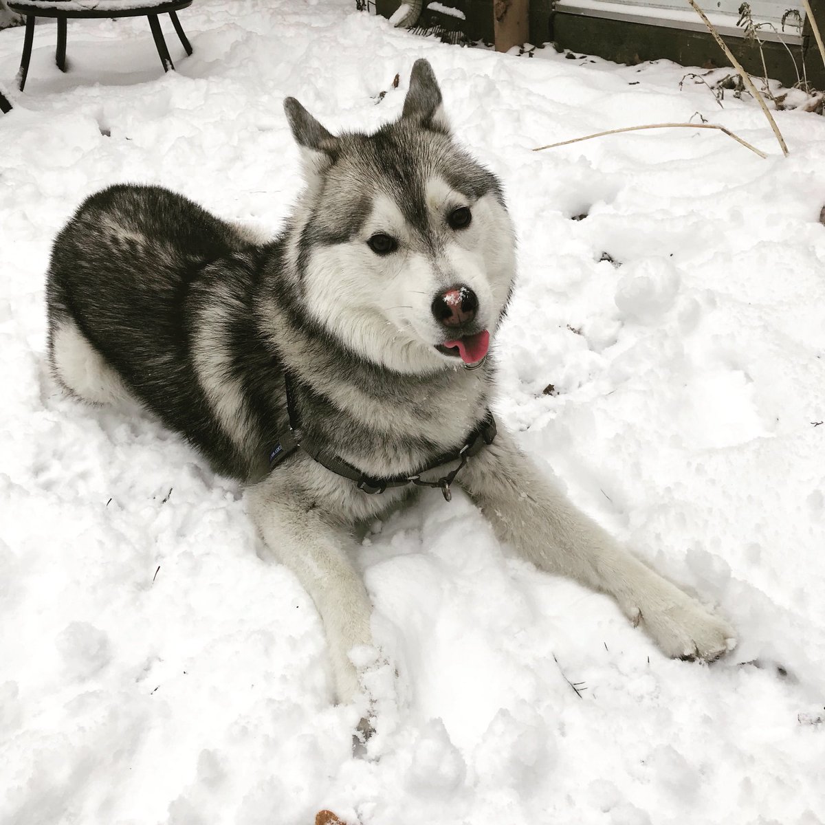 FinnMcCoolHusky's tweet photo. Snow!!! #TongueOutTuesday #snow #siberianhusky #snowday #happy #huskypuppy #cutedog #husky #snowdog ❄️ ❄️ 🐶 https://t.co/LoMfGzgoOy