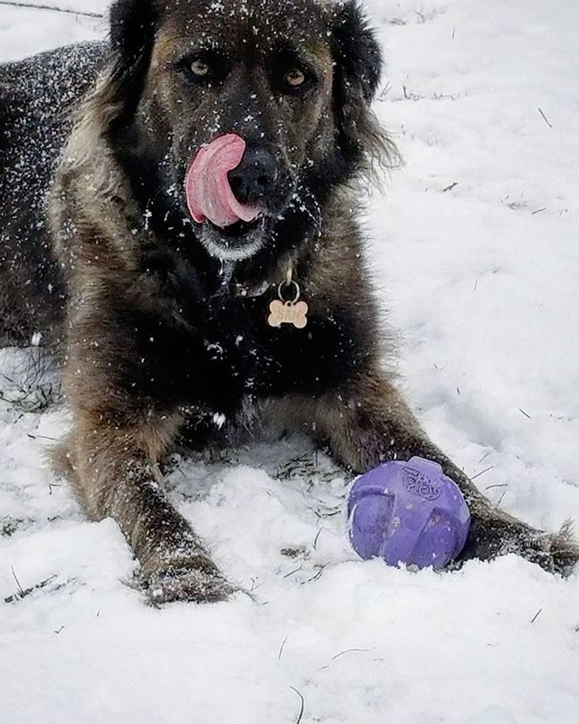 barkwithsam's tweet photo. Happy #tongueouttuesday π
#samthemutt https://t.co/Mcw5fmmHoq https://t.co/7icnqJe03p