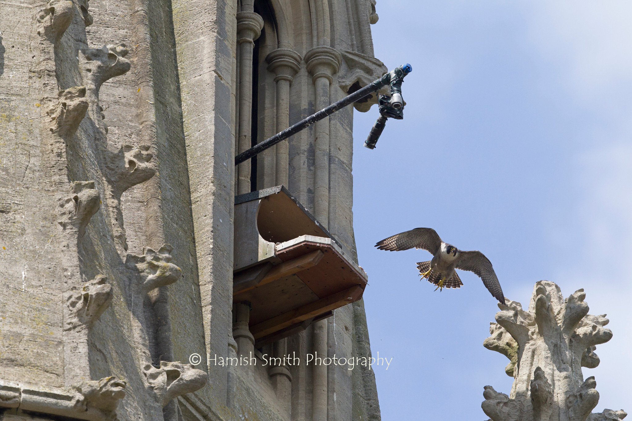 Bath Peregrines on Twitter: "The new Bath Urban Peregrine Project ...
