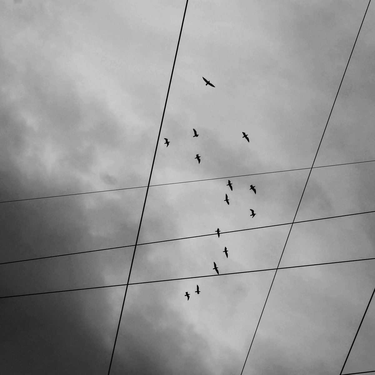 gavinobazzoni's tweet photo. Freedom
#blackandwhitephotography
#bnw #birds #seagulls #sardinia
#sardegna #Photography
#fotografia #biancoenero
#monochrome #monochromephotography
#grescale https://t.co/hdlwz3vrdS