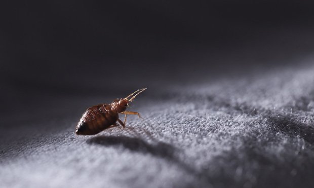 ClearVueTraps's tweet image. The key is to detect and stop them before an infestation -- bedbugtraps.com
..
ht.ly/M7Cb30hL7sz #bedbugs #bedbugssuck #bedbuglawsuit