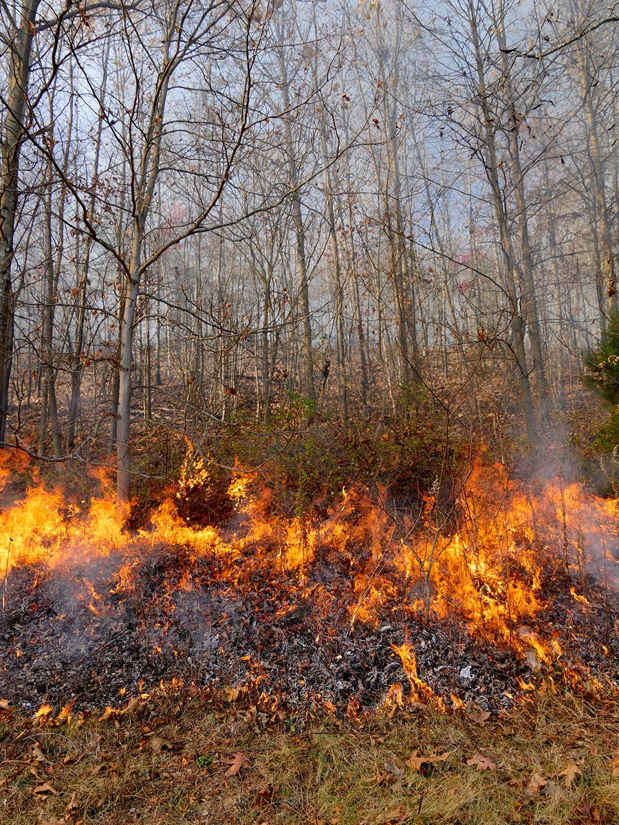 Nature_DCMD's tweet image. Wildfires have devastated CA but fire applied to the landscape in controlled burns is an important conservation tool. Learn how we're working w/ partners to return fire to the landscape in western MD. bit.ly/2DasTSw #FireFixNow #RxFire