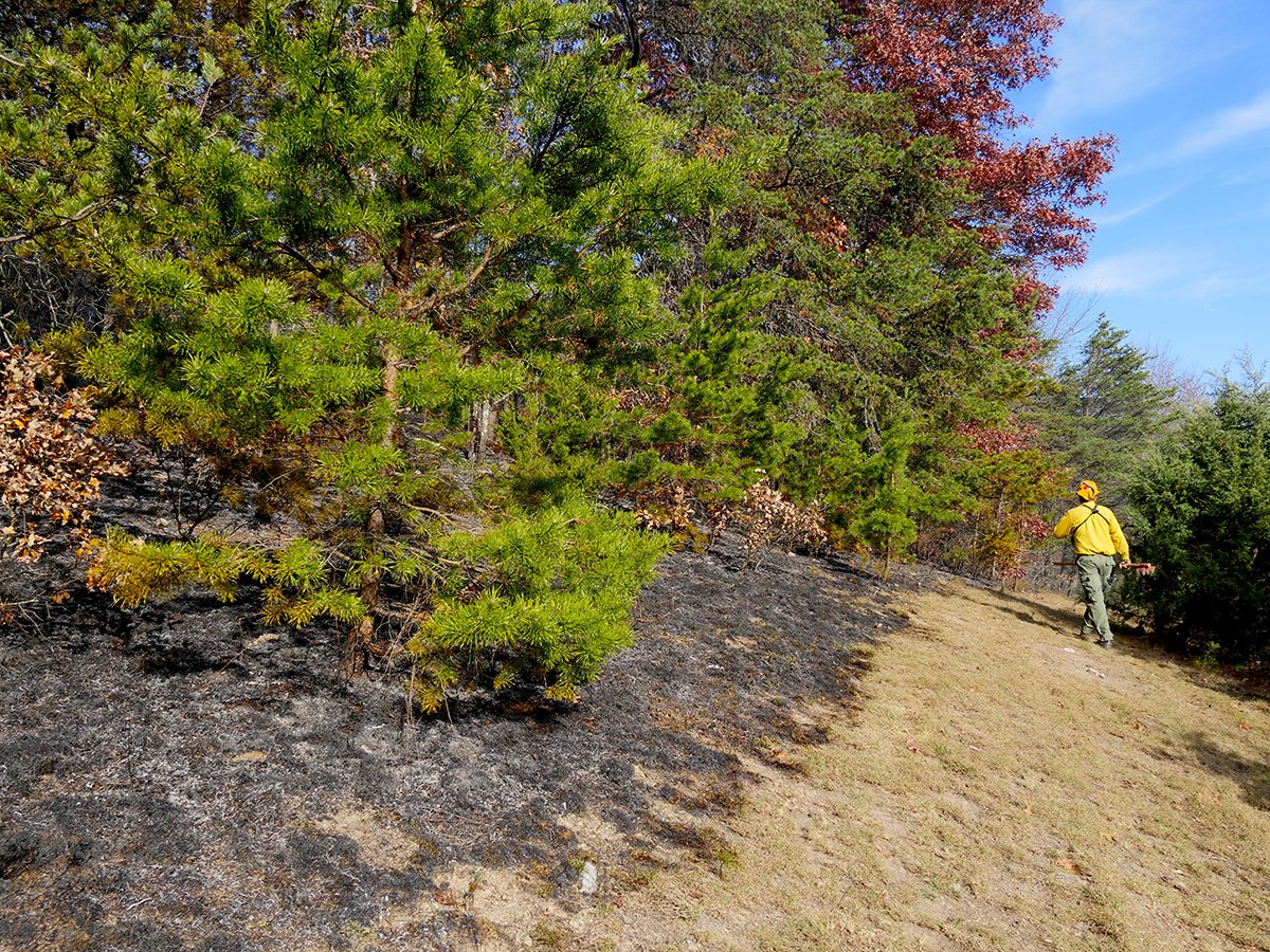 Nature_DCMD's tweet image. Wildfires have devastated CA but fire applied to the landscape in controlled burns is an important conservation tool. Learn how we're working w/ partners to return fire to the landscape in western MD. bit.ly/2DasTSw #FireFixNow #RxFire