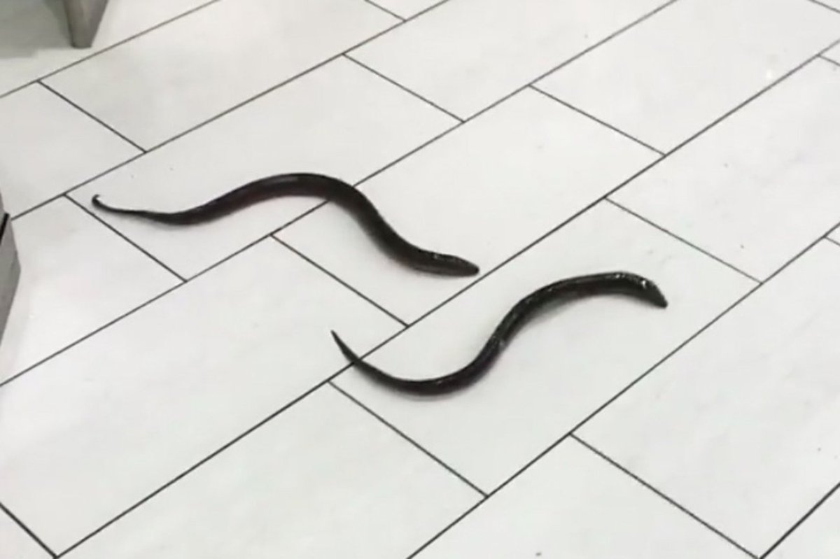 blogTO's tweet image. Live eels were found slithering in bathroom at a #Toronto mall bit.ly/2mEOJXj