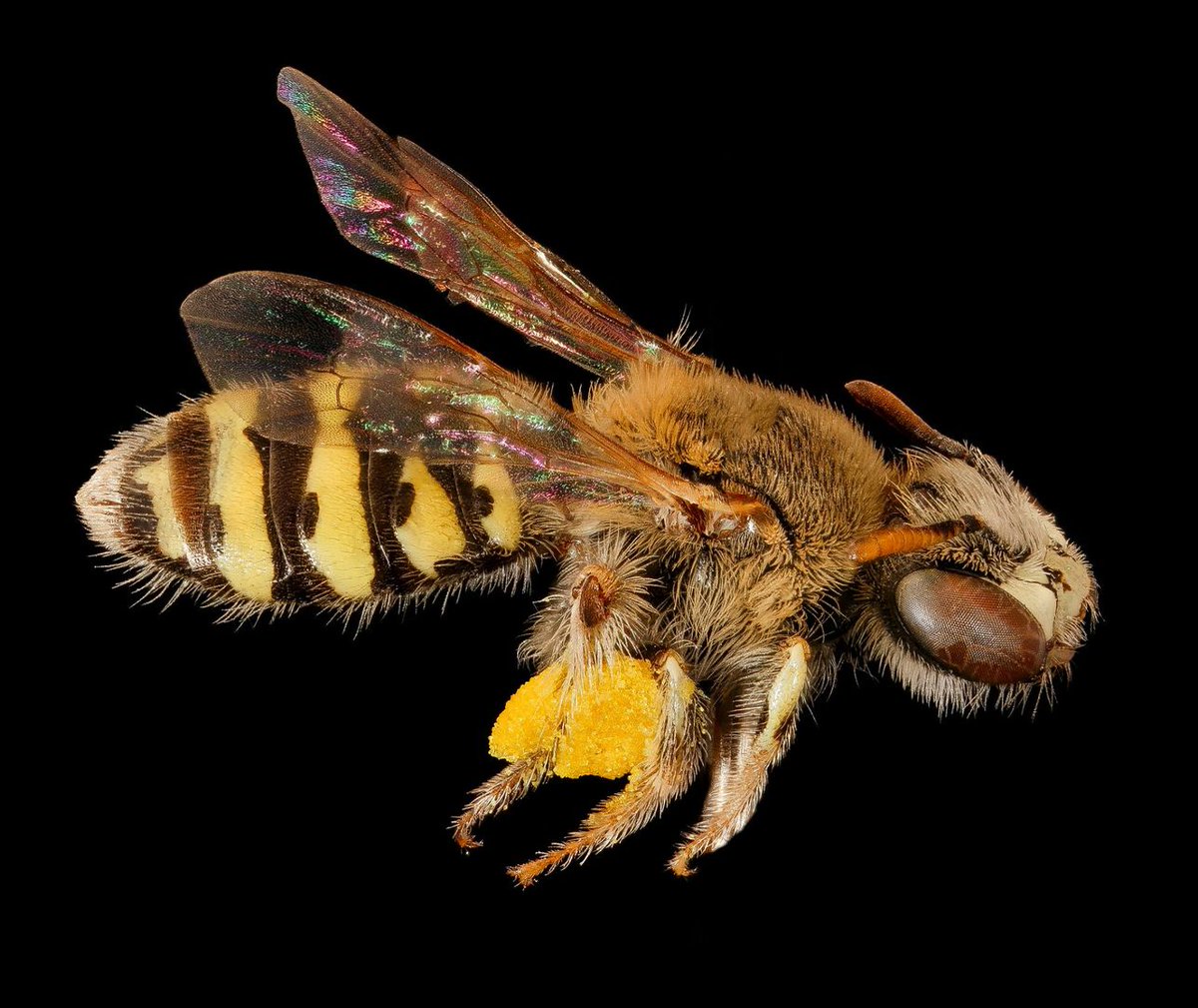 worldbeeproject's tweet photo. Retweet to share the Calliopsis #bee. One of the small bees that #runstheworld. π· by #SydneyPrice. @USGS @moltenblue https://t.co/h7ZCcMoMJg