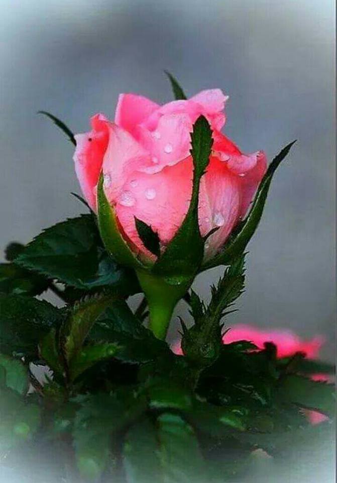 Luce1626's tweet photo. @tinockha1 @maype7 @mmjoymm_StP @IrmaCar72161191 @ArcoIrisNqn @RobVan_Doesburg @sayedali88823 @rpskataria @monique_2307 @ROMACARY @thetideishight @BenucciLuca @DrNicolaromano @Keith1Chill @franky_tom @toni3692 @nxndndj @GucciGuccin @suz78 @RobinHe06033386 Bonsoir Emanuela ⚘ https://t.co/pWlp7F8whs