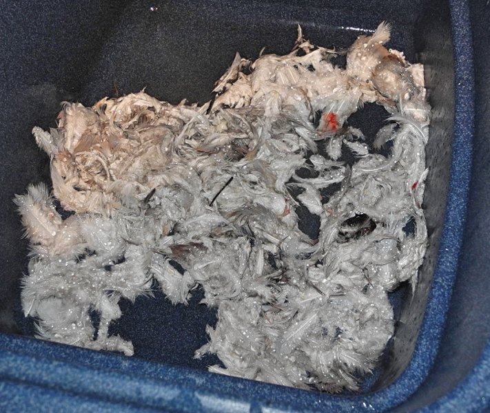 wildscribbler1's tweet photo. #pigeonshooter How to keep a clean kitchen &amp; avoid feather flutter / divorce. #drainfilter #Pluckunderrunningtap #Filletinsink #treetotable https://t.co/8rRzapQmud