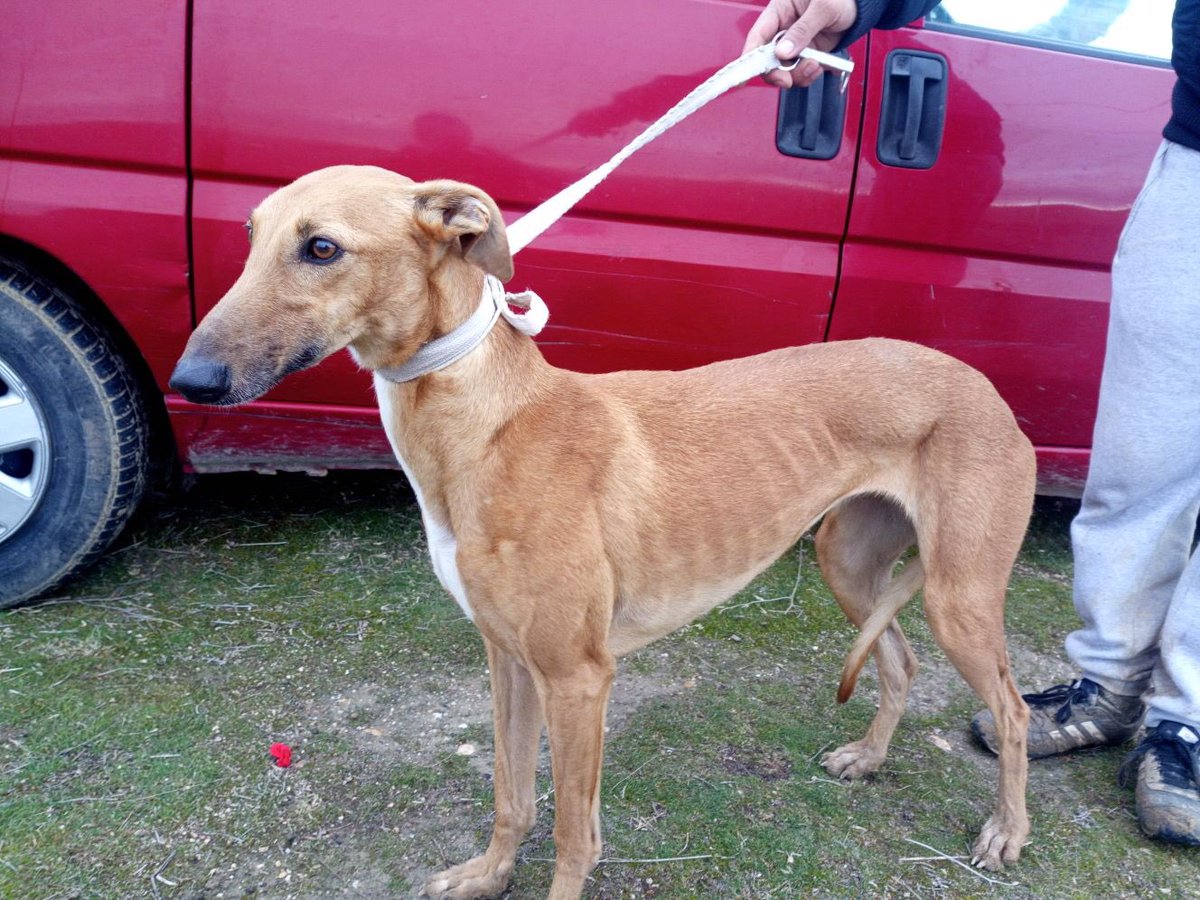 fedgalgosclm's tweet photo. Galgos robados, intervenidos por la G. Civil en Alcalá de Guadaira. Máxima difusión para que los dueños los puedan reconocer. https://t.co/8bDg2hFmV9