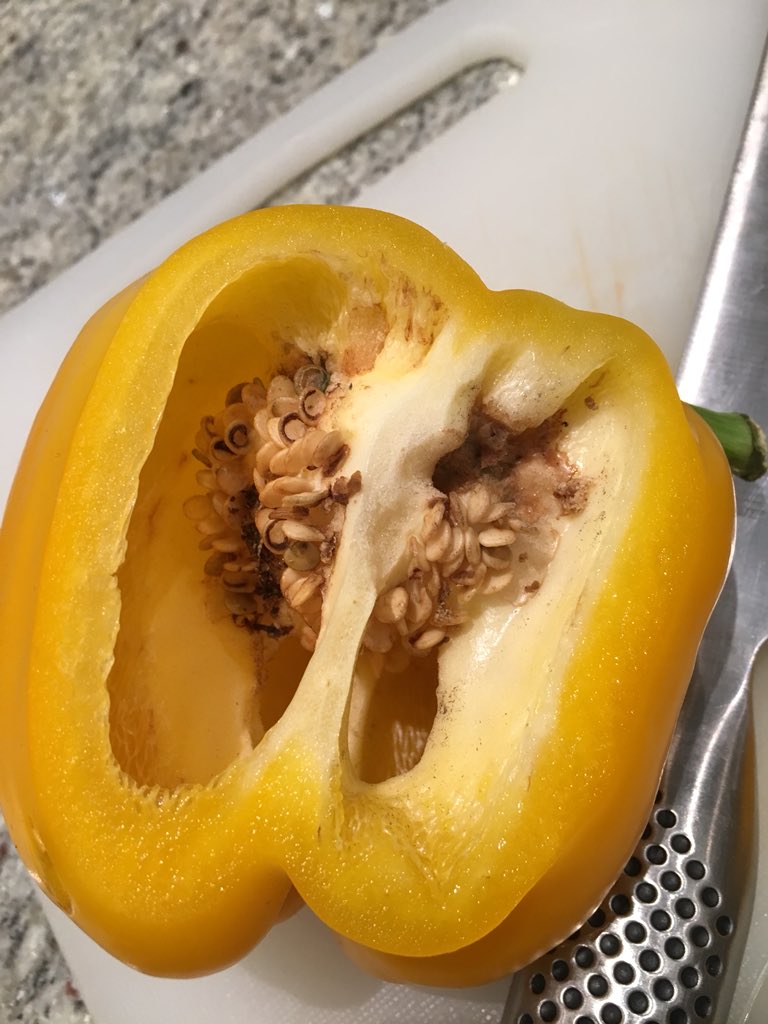 Bridiecreely's tweet image. @coopfood I just bought a 3 pack of peppers, cut one open and this insect flew out. The inside is rotted. BB date 22 Jan. Can you explain please? Feel thoroughly sick. Bought from the store on Forest Hill Rd. #insectsinfood #coop #coopfood #badfood #rottenfood