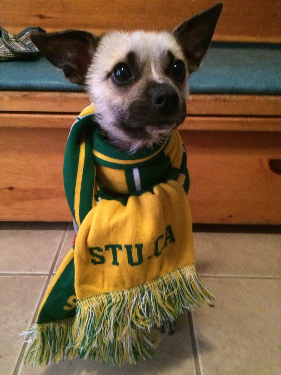 💚💛 7 teams from my favourite #STUMoot are heading to nationals tomorrow and I’m so excited for them! Good luck, have fun, you got this!
#WootWootfoSTUMoot