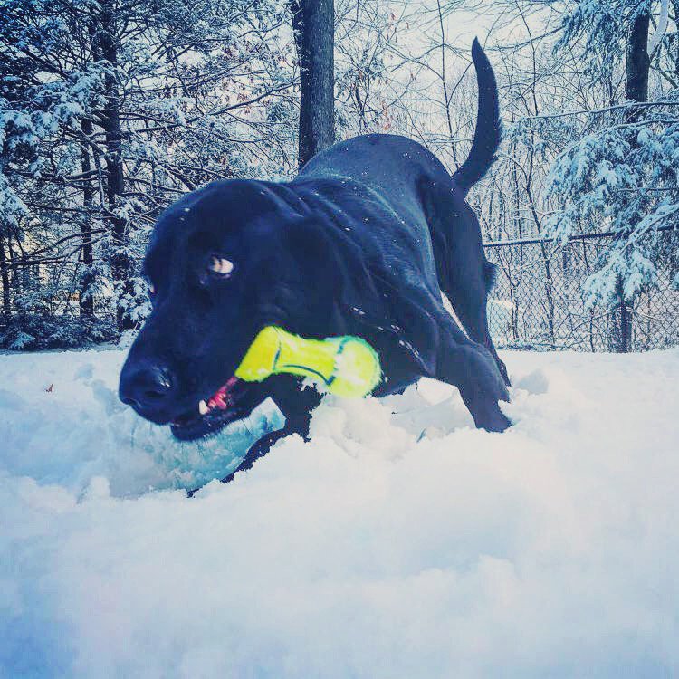 Activ4Pets's tweet photo. Gracie keeping happy and healthy outside with her new toy! IG photo by @camp_peaches #Activ4Pets #welovepets #petlovers #petsareourlife #petsofinstagram #petlife #dogsofinstagram #instadog #dogs https://t.co/2CyzTtBILH