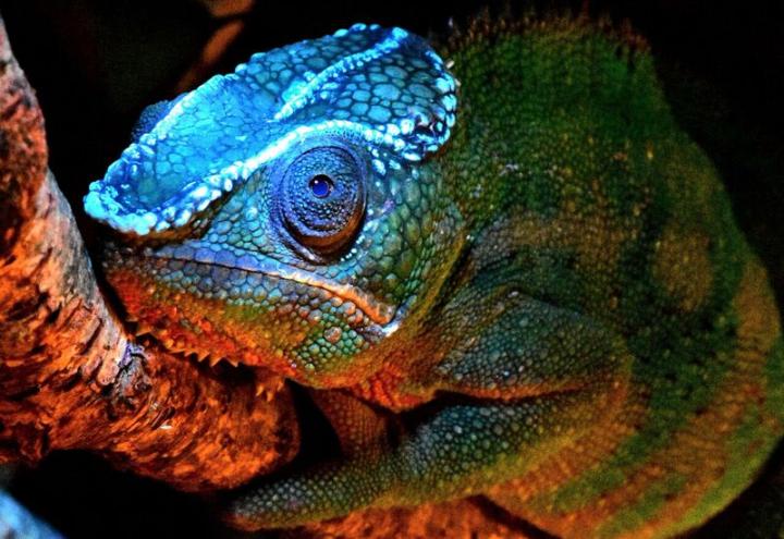 WebQuintessence's tweet photo. Zoology: Luminescent lizards - https://t.co/xet1Sd62VH https://t.co/EDXpPK7pc3