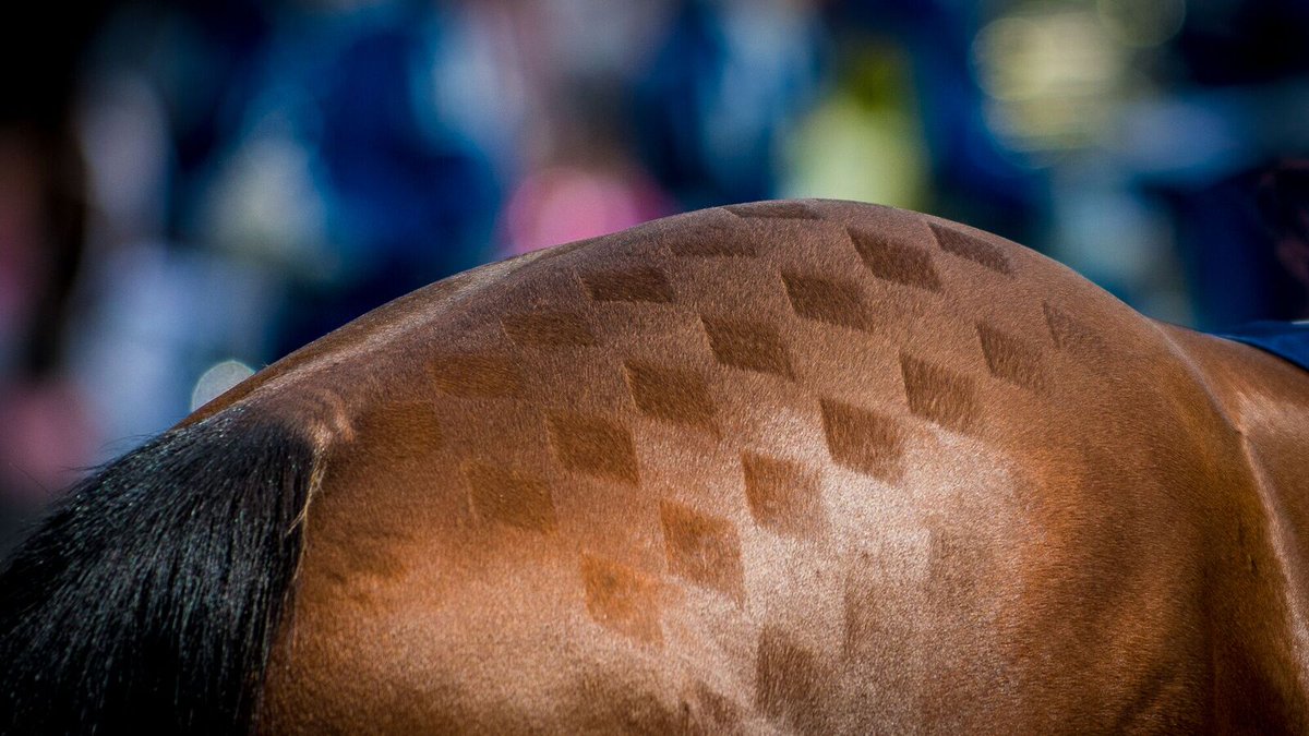 amiekarlsson's tweet photo. Fellow tweeters, I need your help! What ideas do you have to promote racehorse ownership and to improve the ownership experience? New, existing, old, young, rich, and not-so-rich owners. All help and input much appreciated. Retweets = brownie points! 🏇 https://t.co/rPHKgMDSGe