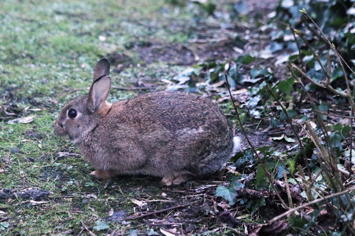 victorthevole's tweet photo. Lawn mower is busy again! #rabbit #rabbitproblem #wildlife #wherehavealltheflowersgone https://t.co/Q9k757kH0X